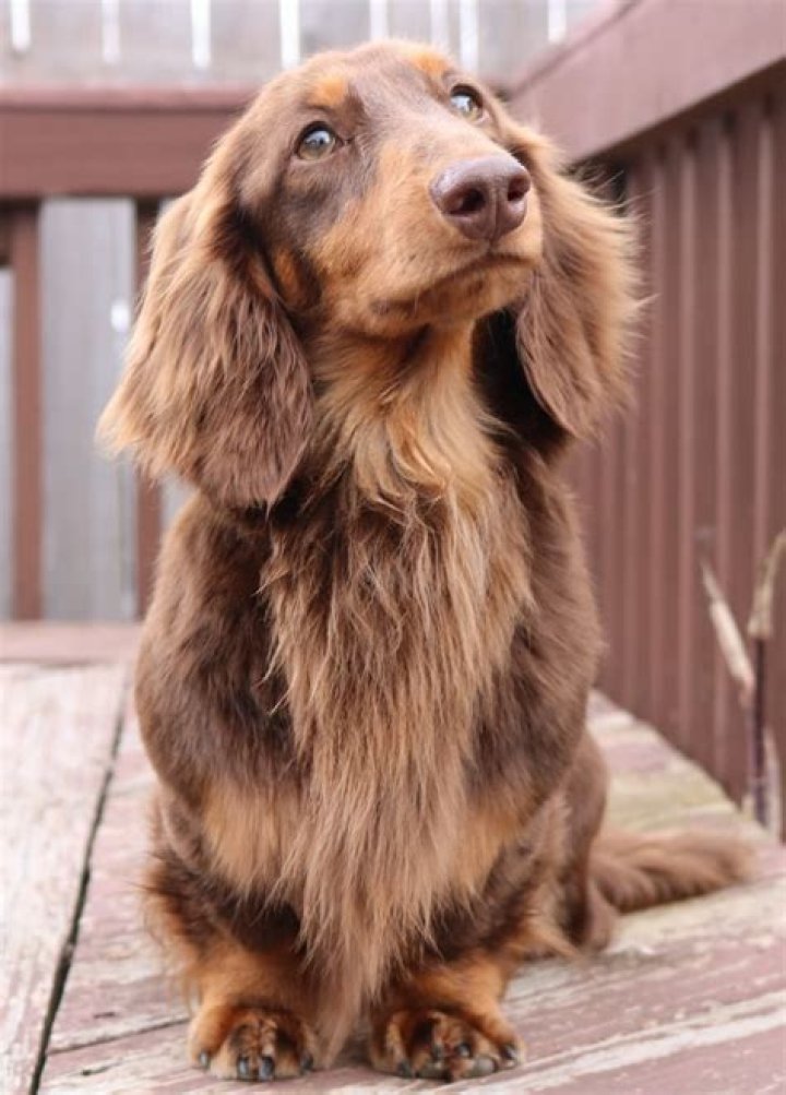 Unveiling The Enchanting World Of Miniature Long Haired Dachshunds