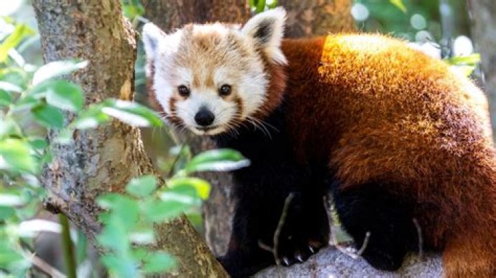 Unveiling The Truth: Are Red Pandas Dangerous?